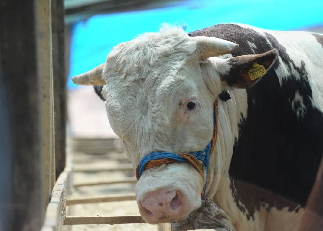 Kurban ibadetiyle ilgili doğru bilinen yanlışlar 22